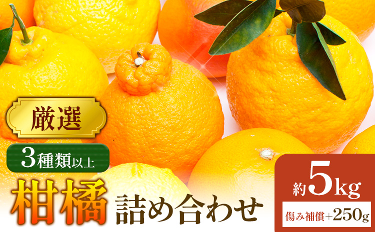 【先行予約】厳選 柑橘詰合せ 約5kg＋250g (傷み補償分) 3種類以上 有田の春みかん詰め合わせ 光センサー選別 池田鹿蔵農園 《2026年1月上旬-4月末頃出荷》 和歌山県 日高町 【配送不可地域あり】---wsh_idn304_1j4m_25_19000_5kg---