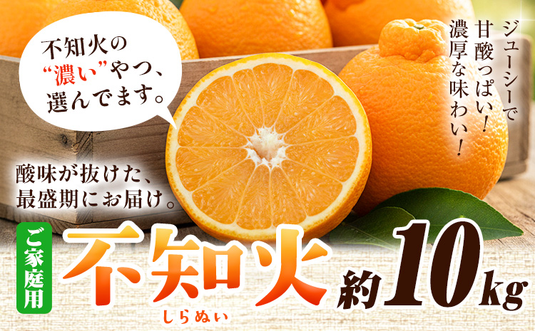 家庭用 不知火 約10kg+250g(傷み補償分)【デコポンと同品種】【訳あり】池田鹿蔵農園@日高町《2月上旬-3月末頃出荷》【配送不可地域あり】---wsh_idn348_2j3m_25_22000_10kg---