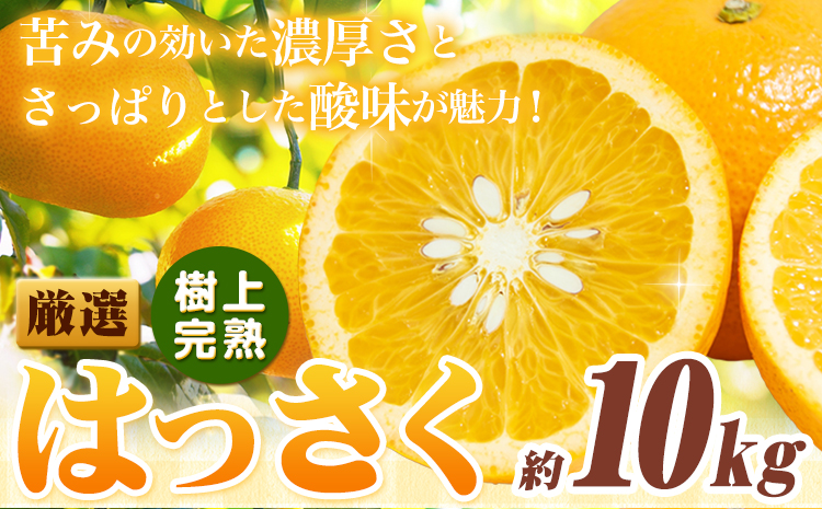 厳選 樹上完熟 はっさく 八朔 みかん 10kg＋250g 傷み補償分 池田鹿蔵農園 @日高町《2026年4月上旬-5月末頃出荷》和歌山県 日高町 送料無料 はっさくみかん ハッサク 厳選八朔みかん【配送不可地域あり】---wsh_idn345_4j5m_25_22000_10kg---