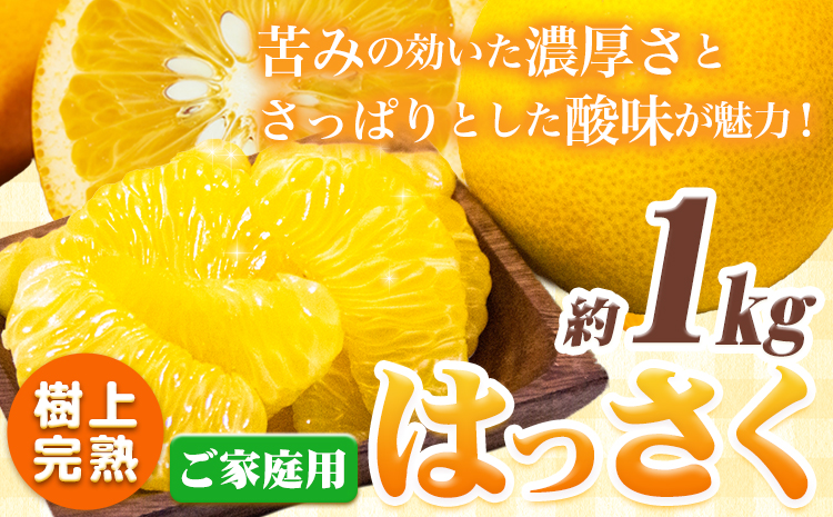 樹上完熟 ご家庭用 訳あり はっさく 八朔 みかん 1kg+250g 傷み補償分 池田鹿蔵農園 《2026年4月上旬-5月末頃出荷》和歌山県 日高町 送料無料 はっさくみかん 家庭用 光センサー選別 八朔 訳ありはっさく【配送不可地域あり】---wsh_idn245_4j5m_25_5000_1kg---