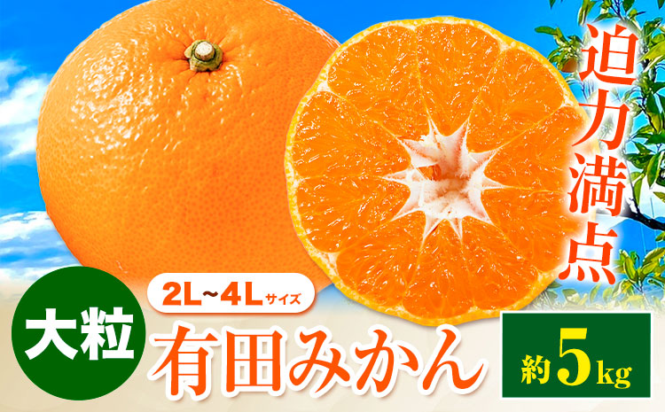 迫力満点！大粒 有田みかん 2L-4Lサイズ 約5kg 有田マルシェ《11月上旬-1月上旬頃出荷》和歌山県 日高町 みかん 大粒 有田みかん 温州みかん 柑橘 フルーツ ミカン 蜜柑---wsh_arm107_11j1j_25_8000_5kg---
