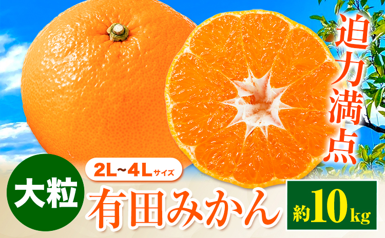 迫力満点！大粒 有田みかん 2L-4Lサイズ 約10kg 有田マルシェ《11月上旬-1月上旬頃出荷》和歌山県 日高町 みかん 大粒 有田みかん 温州みかん 柑橘 フルーツ ミカン 蜜柑---wsh_arm108_11j1j_25_13000_10kg---