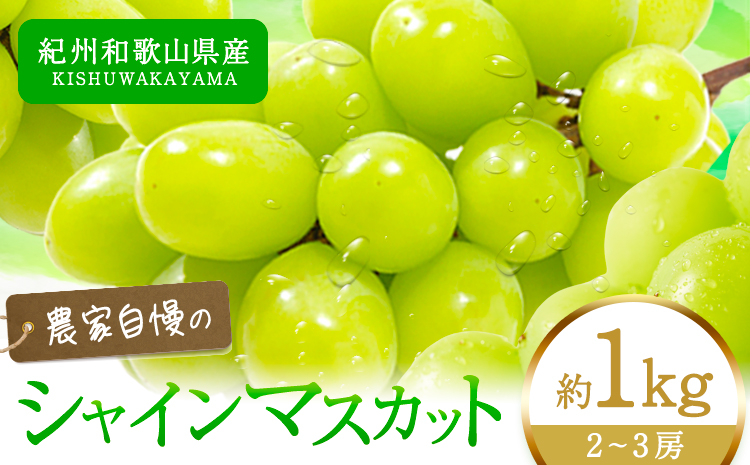 紀州和歌山産 シャインマスカット 約 1kg 魚鶴商店《8月下旬-9月上旬頃出荷(土日祝除く)》マスカット 和歌山県 日高町 贈り物 ギフト ぶどう シャインマスカット---wsh_cuot56_8g9j_24_18000_1kg---st-p