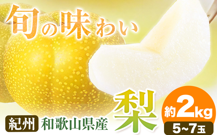 【先行予約】紀州和歌山県産の梨 約2kg 5～7玉 化粧箱入 魚鶴商店《8月中旬-9月上旬頃出荷(土日祝除く)》和歌山県 日高町 和歌山県産 梨 なし ナシ 贈り物 ギフト---wsh_uot49_8c9j_24_15000_2kg---