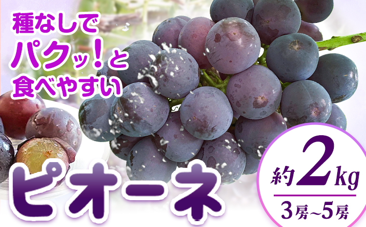 【先行予約】紀州和歌山産 ピオーネ先行2kg 3房-5房 魚鶴商店 《2026年8月下旬-9月下頃出荷》 和歌山県 日高町 フルーツ ぶどう 巨峰 2kg 和歌山県産 送料無料---wsh_cuot57_8g9j_25_20000_2kg---