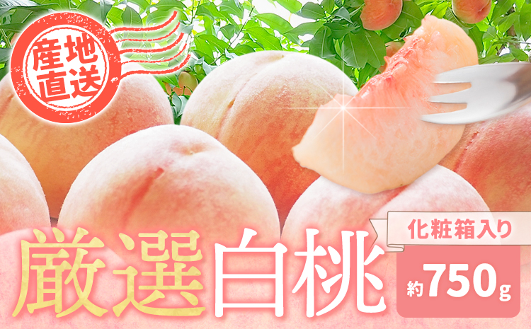 【先行予約】和歌山の厳選白桃【白鳳・清水白桃・川中島白桃 等】化粧箱入り 約750g 池田鹿蔵農園《7月上旬-8月中旬頃出荷》【配送不可地域あり】---wsh_cidn351_7j8c_26_8000_750g---