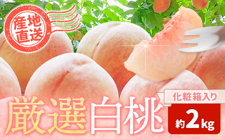 和歌山の厳選白桃【白鳳・清水白桃・川中島白桃 等】化粧箱入り 約2kg 池田鹿蔵農園《7月上旬-8月中旬頃出荷》