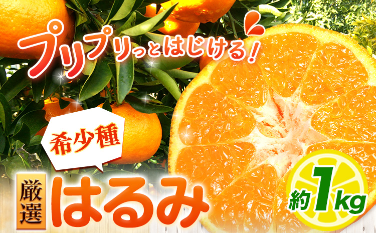 ＜2月より発送＞厳選 はるみ 1kg+250g（傷み補償分） 池田鹿蔵農園 日高町《2月上旬-3月末頃出荷》和歌山県 日高町 はるみ みかん 柑橘 フルーツ デコポンの姉妹品種 光センサー選別【配送不可地域あり】---wsh_idn324_2j3m_25_8000_1kg---
