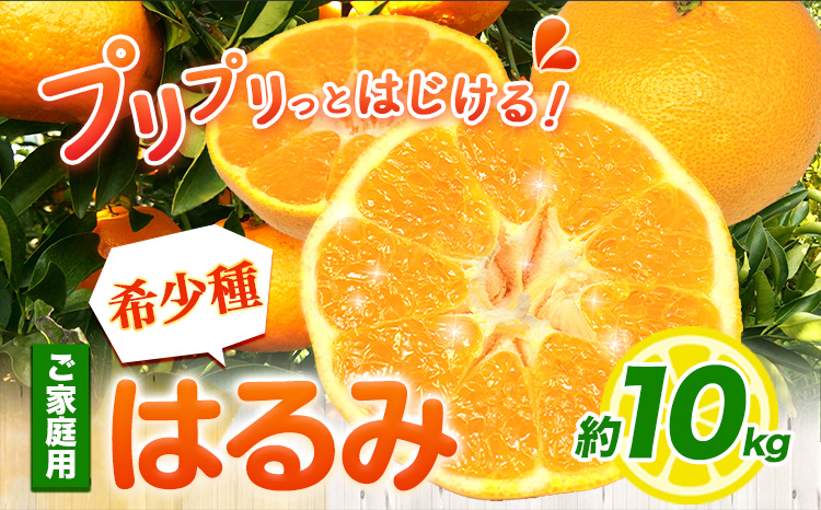 みかん はるみ ご家庭用 10kg+250g 傷み補償分 サイズ混合 池田鹿蔵農園@日高町《2月上旬-3月末頃出荷》和歌山県 日高町 フルーツ 果物 柑橘 希少品種 送料無料 訳あり【配送不可地域あり】---wsh_idn256_2j3m_25_26000_10kg---