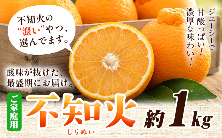 家庭用 不知火 約1kg+250g（傷み補償）【デコポンと同品種】【訳あり】池田鹿蔵農園@日高町《2月上旬-3月末頃出荷》【配送不可地域あり】---wsh_idn333_2j3m_25_7000_1kg---