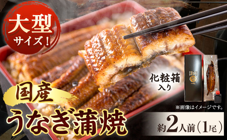 大型サイズふっくら柔らか国産うなぎ蒲焼き約2人前(1尾)化粧箱入魚鶴商店《30日以内に出荷予定(土日祝除く)》うなぎ鰻蒲焼き国産使用---wsh_futsunap_30d_23_13000_1p---
