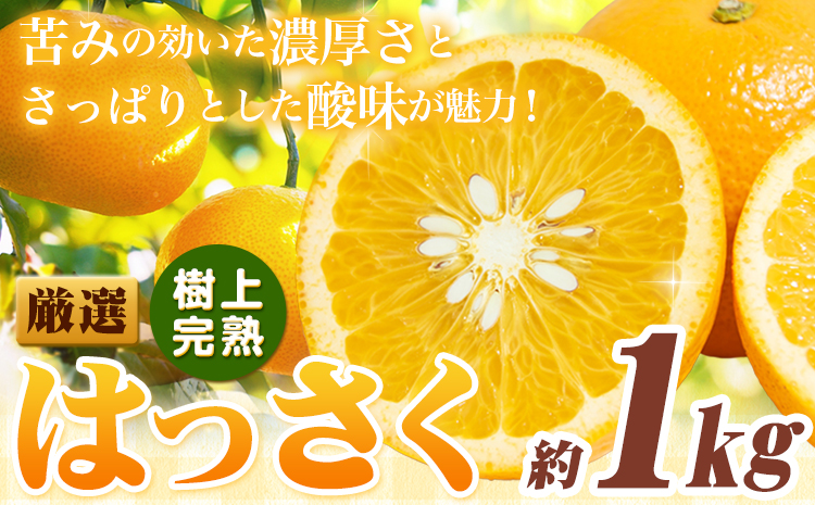 厳選 樹上完熟 はっさく 八朔 みかん 1kg+250g（傷み補償） 傷み補償分 池田鹿蔵農園 @日高町《4月上旬-5月下旬頃出荷》和歌山県 日高町 送料無料 はっさくみかん ハッサク 厳選八朔みかん【配送不可地域あり】---wsh_idn319_4j5m_25_6000_1kg---