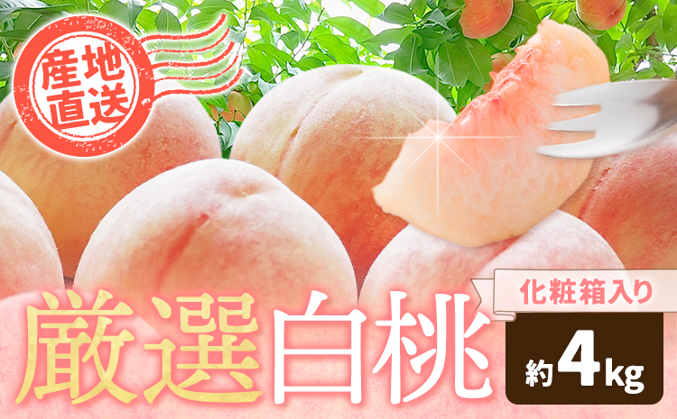 【先行予約】和歌山の厳選白桃【白鳳・清水白桃・川中島白桃 等】化粧箱入り 約4kg 池田鹿蔵農園《7月上旬-8月中旬頃出荷》【配送不可地域あり】---wsh_cidn355_7j8c_26_25000_4kg---