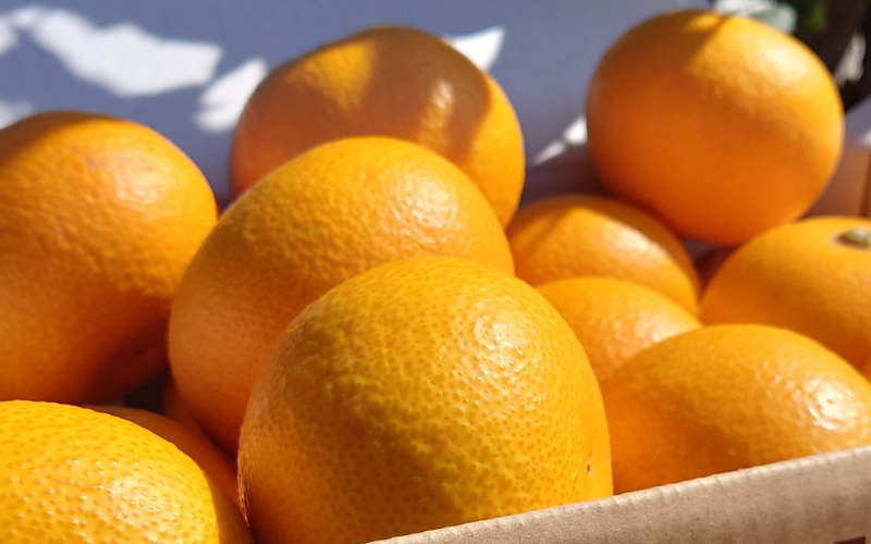 【来シーズン先行予約】完熟さつき八朔 8kg【2026年3月下旬頃から発送予定】 / はっさく ハッサク 柑橘 由良町 果物 フルーツ くだもの 産地直送 和歌山【kzmn001】