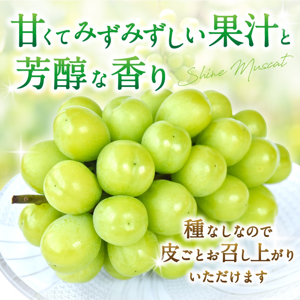 【先行予約】 朝摘み シャインマスカット 秀品 2房（約1.2kg）こだわり農家厳選！【2026年8月末から9月末順次発送予定】/ フルーツ ぶどう ブドウ 葡萄 マスカット 和歌山県 かつらぎ町 ジューシー 厳選 産地直送 果物 【kgr035】