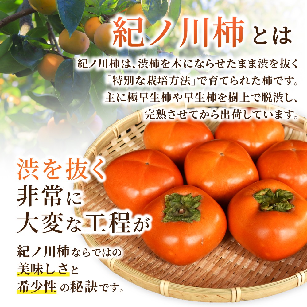 【2026年発送】 紀の川柿 （果実の中身が黒い！黒蜜柿）希少栽培！ 秀品６個～９個 こだわり農家厳選！【※2026年10月上旬から11月上旬頃発送】/ 和歌山県 かつらぎ町 カキ 柿 太秋柿 紀ノ川柿 富有柿 早秋柿 秀品 紀の川柿 かき フルーツ 旬 秋 【kgr044】