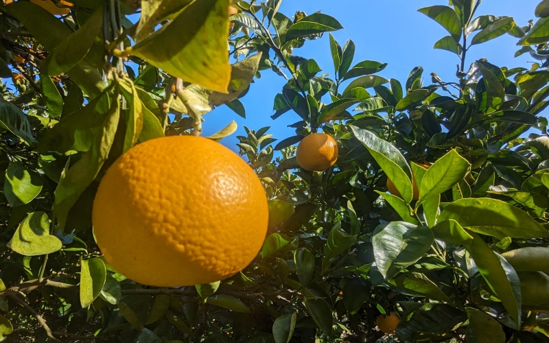 【来シーズン先行予約】【秀品】もぎたて木成り八朔 和歌山由良産 10kg 贈答用 ※2026年2月中旬頃に順次発送予定 / 和歌山県 由良町 フルーツ 果物 はっさく 柑橘 【ksmt001】