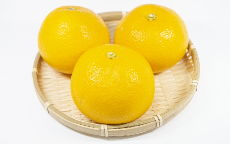 【来シーズン先行予約】樹上完熟さつき八朔　和歌山由良産　秀品  10kg　贈答用 ※2026年4月頃に順次発送予定 / はっさく 柑橘 フルーツ 果物 くだもの 食品 人気 おすすめ 送料無料 由良町 【ksmt002】