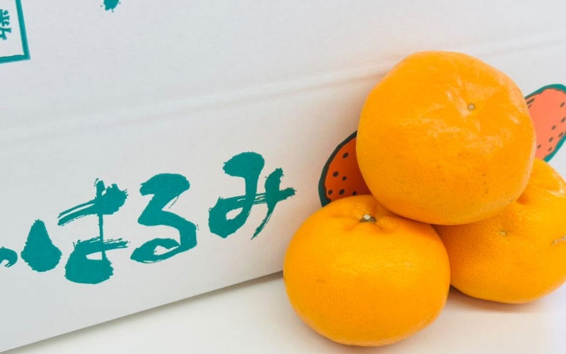 【来シーズン先行予約】はるみ 和歌山みかん 秀品 3Lサイズ 15個入り 贈答用※2026年1月中旬頃に順次発送予定 / はるみ 柑橘 贈り物 フルーツ 果物 くだもの 食品 人気 おすすめ 送料無料 由良町【ksmt016】