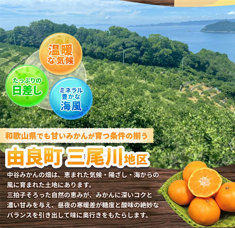 はるみ みかん 約5kg S～4Lサイズ混合 ※2026年2月上旬～順次発送農家直送 / くだもの 果実 柑橘 果物 フルーツ 国産 和歌山県 由良町 人気 おすすめ【nktn012】