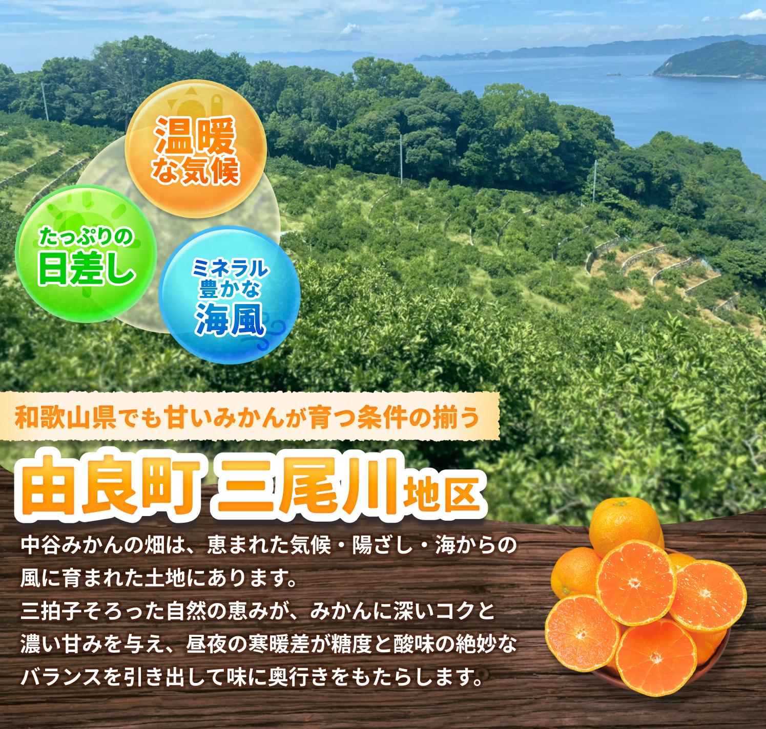 農家直送！ 温州みかん 約2kg 2S～2Lサイズ混合 ※2025年12月上旬頃～順次発送【nktn015-12】
