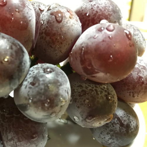 和歌山のピオーネ 約2.5kg(3～5房) ※2025年8月下旬～9月下旬頃発送予定| 先行予約 ぶどう 葡萄 果物 フルーツ 甘い【MS102】【ard815】