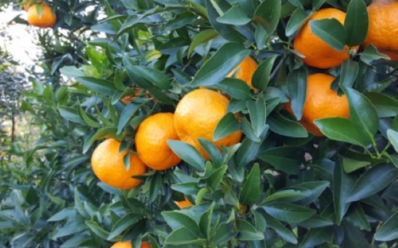 【来シーズン先行予約】ポンカン 約7.5kg サイズおまかせ 【北海道・沖縄・一部離島配送不可】【eiw004】