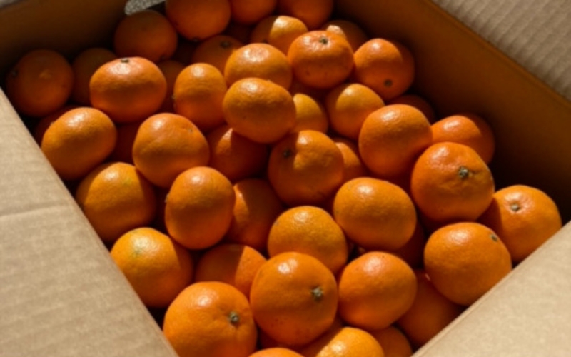 温州みかん 約5kg (サイズおまかせ)【eiw010】