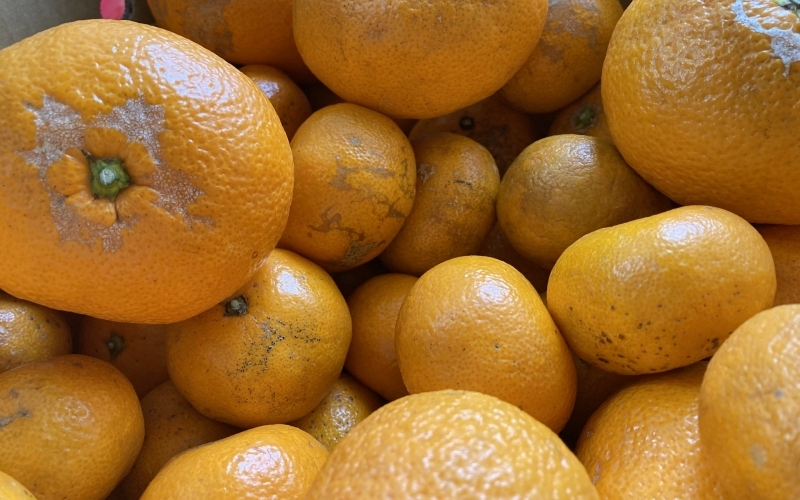 【先行予約】【訳あり】温州みかん 約5kg (サイズおまかせ)【2025年12月中旬から順次発送予定】※北海道・沖縄・離島配送不可 / ミカン 蜜柑 フルーツ ワケあり 果物 柑橘 果実 由良町 国産 産地直送 和歌山県【eiw017】