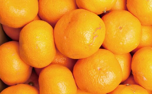 【先行予約】家庭用大きな有田みかん大きな(2L以上混合)2.5kg+250g 11月より発送 /有田みかん みかん くだもの 果物 フルーツ 訳あり 訳ありみかん 訳アリ オレンジ 有田 柑橘【ikd176A】