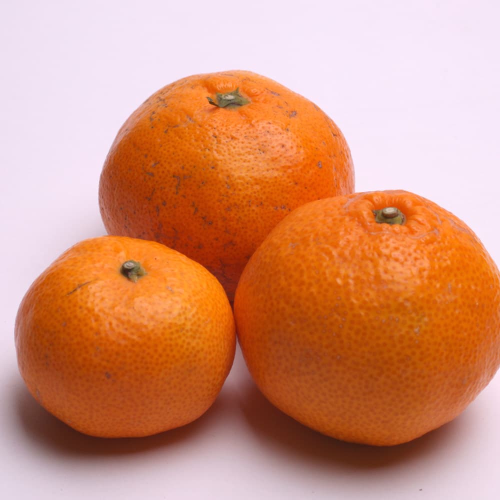 【先行予約】家庭用有田みかんサイズ混合(2S～2L)2.5kg+250g 11月より発送(完熟)【ikd173B】