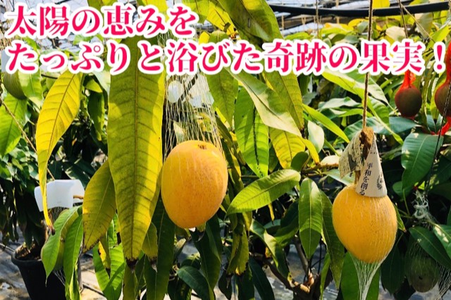 ◆先行予約◆和歌山県産　紀州完熟マンゴー『吉玉』1玉入り【2025年8月中旬から9月下旬頃順次発送予定】【MG21】【mtgn074】