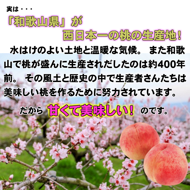 【秀品】和歌山ブランド白桃 約2kg！2025年 7月発送分【NGT6】【ngt302】