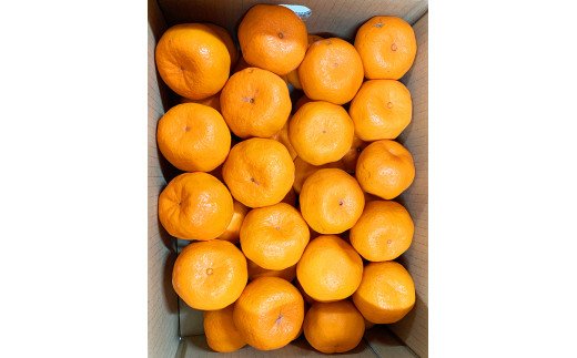 紀州和歌山有田産ポンカン　５ｋｇ【2026年2月上旬頃～2026年2月下旬頃に順次発送】【UT20】【uot722】