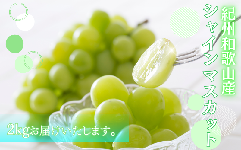 シャインマスカット 約2kg　紀州和歌山産【2026年8月下旬頃〜2026年9月上旬頃発送予定】【UT78】【uot798】