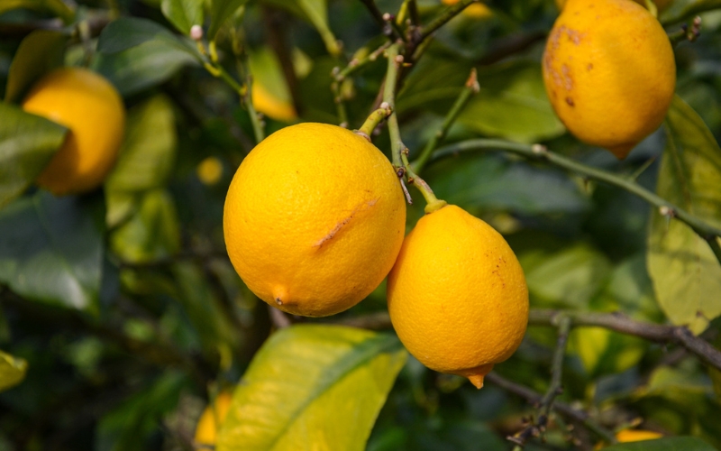 和歌山県産レモン果汁（ストレート・果汁100%）180ml×6本【uttn009】