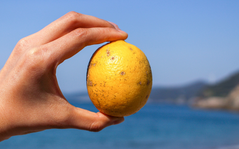 【来シーズン先行予約】《訳あり・ご家庭用》和歌山県産完熟レモン（2kg・大小混合）皮まで使用可能！【2026年1月中旬より順次発送予定】 / れもん ワケアリ ノーワックス 柑橘 産地直送 由良町 和歌山【uttn022】