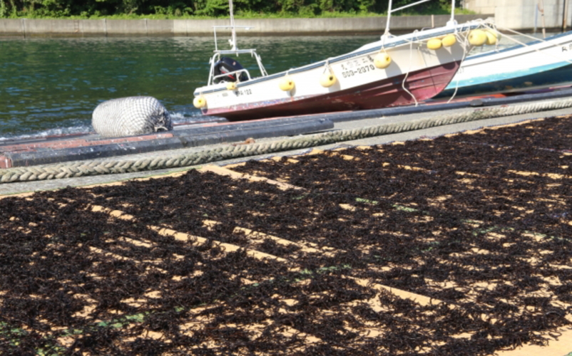 【先行予約】紀州産天然ひじき 200g(50g×4袋) (2025年産)【SL5】※2025年6月中旬頃より順次発送予定【sml105B】