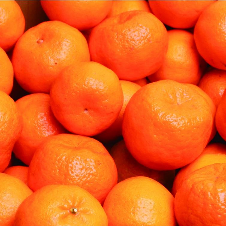 ＜先行予約＞家庭用ポンカン2.5kg+250g（傷み補償分）＜１月より発送＞ 光センサー選別 / みかん 果物 くだもの フルーツ 【ikd191A】