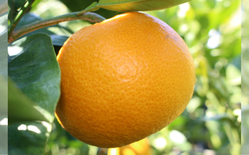 【来シーズン先行予約】完熟さつき八朔 4kg【2026年3月下旬頃から発送予定】 / はっさく ハッサク 柑橘 由良町 果物 フルーツ くだもの 産地直送 和歌山【kzmn002】