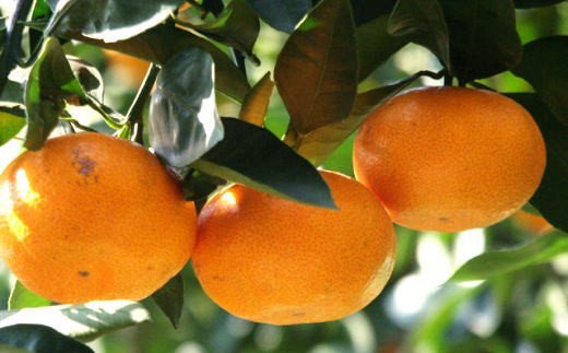 【訳あり・ご家庭用】和歌山由良町産のみかん約10kg（サイズおまかせ）★2025年11月下旬頃より順次発送［TM194］【tec878A】