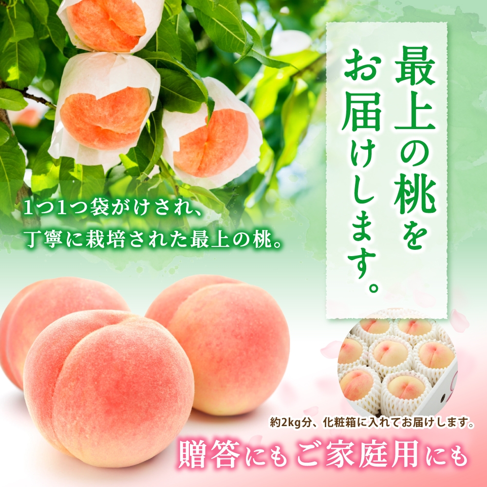 【受付停止まで残りわずか！】和歌山県産 白鳳 桃 5～8玉入り 秀品 先行予約【2025年6月下旬以降発送】【MG6】【mtgn053A】