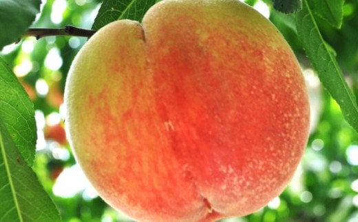 フルーツ王国 和歌山 の 桃 約2kg（fr-06）_ 先行予約 2026年6月中旬から7月下旬発送【MS107】【ard048D】