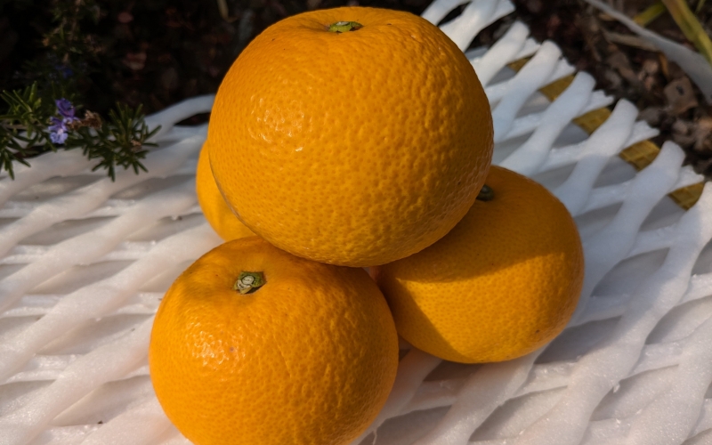 【来シーズン先行予約】【秀品】もぎたて木成り八朔 和歌山由良産 10kg 贈答用 ※2026年2月中旬頃に順次発送予定 / 和歌山県 由良町 フルーツ 果物 はっさく 柑橘 【ksmt001】