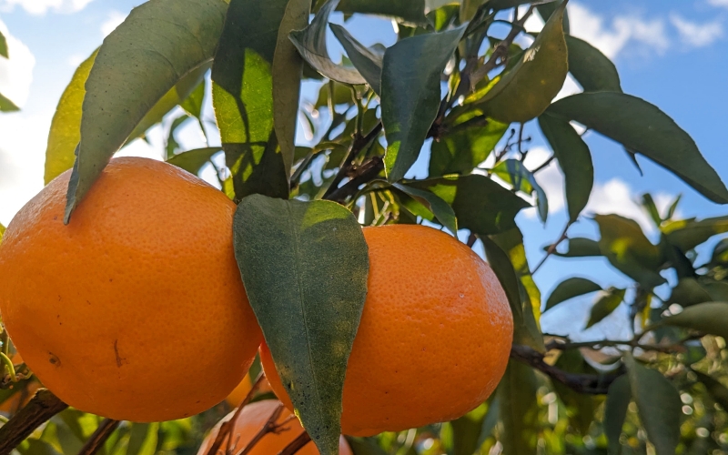 【来シーズン先行予約】はるみ 和歌山みかん 秀品 2Lサイズ 18個入り 贈答用※2026年1月中旬頃に順次発送予定 / はるみ 柑橘 贈り物 フルーツ 果物 くだもの 食品 人気 おすすめ 送料無料 由良町【ksmt015】