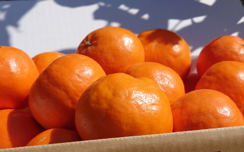 【来シーズン先行予約】セミノール 2kg ※2026年4月上中旬～順次発送 / みかん 晩柑 人気 柑橘 スマイルカット 蜜柑 フルーツ 果物 くだもの 食品 人気 おすすめ 送料無料 産地直送 和歌山県 由良町【kzmn023】