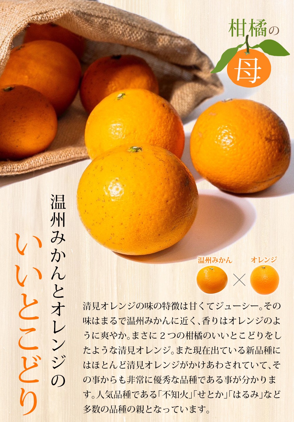 【家庭用】 森本農園の手選別 清見オレンジ 約1.5kg 和歌山県産 サイズ混合 ※2026年2月上旬～5月中旬頃に順次発送 / 柑橘 ご家庭用 期間限定 由良町 果物 フルーツ 和歌山県【mrmt021A】