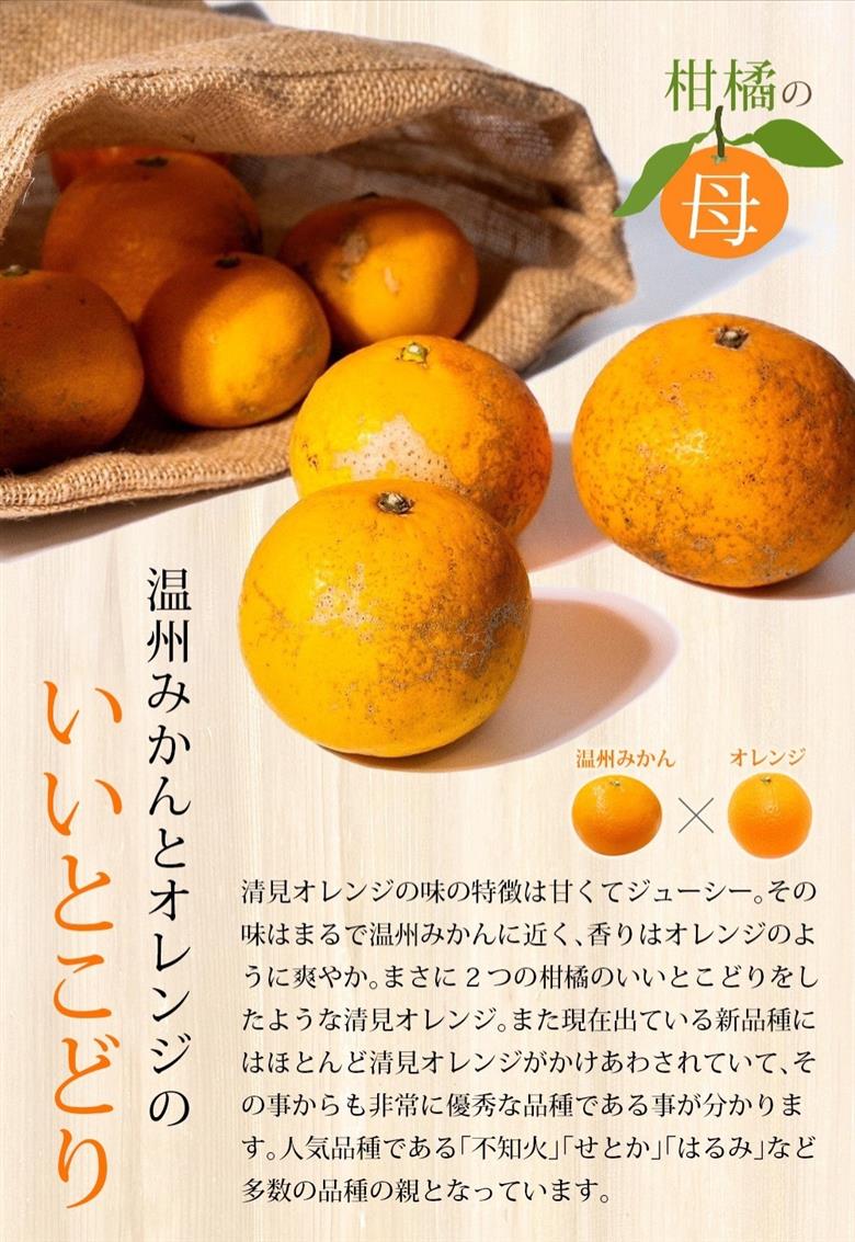【訳あり】 森本農園の手選別 清見オレンジ 約2kg 和歌山県産 サイズ混合 ※2026年2月上旬～5月中旬頃順次発送 / 清見 きよみ オレンジ 柑橘 期間限定 由良町 果物 フルーツ 和歌山県【mrmt023A】