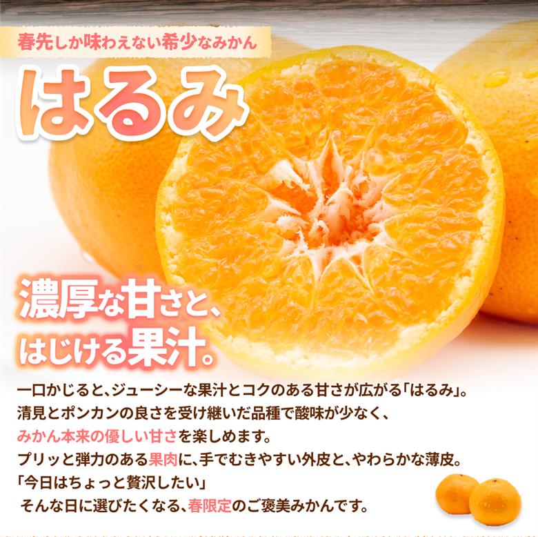 はるみ みかん 約5kg S～4Lサイズ混合 ※2026年2月上旬～順次発送農家直送 / くだもの 果実 柑橘 果物 フルーツ 国産 和歌山県 由良町 人気 おすすめ【nktn012】