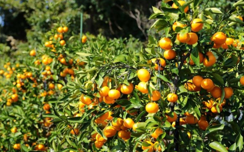 【先行予約】松兵衛みかん 5ｋｇご家庭用 ※2025年10月下旬頃～2026年1月上旬頃に順次発送予定 / 和歌山県 柑橘 みかん 甘い 蜜柑 フルーツ 果物 くだもの 食品 人気 晩柑 おすすめ 送料無料 産地直送 由良町【nus001】